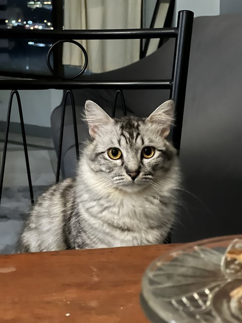 Bella - Maine Coon + British Shorthair Cat