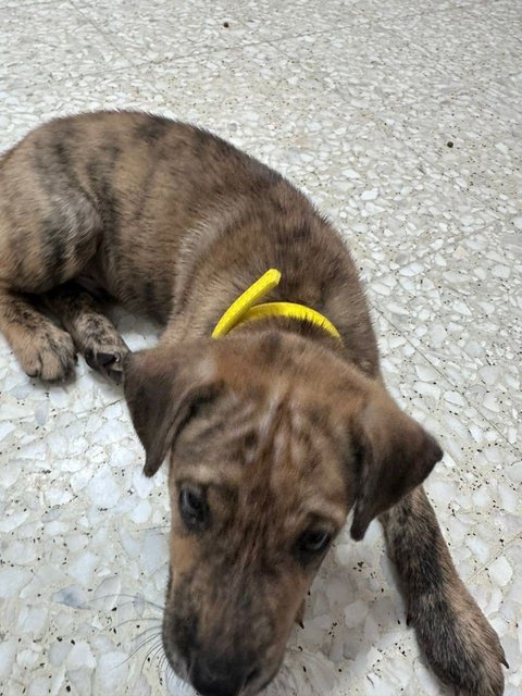 Angel &amp; Zeus - Plott Hound Mix Dog