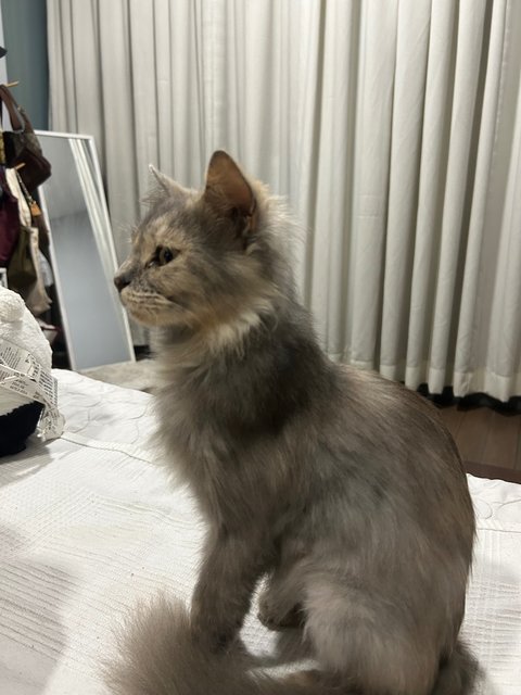 Winnie, Minnie And Tommy - Domestic Medium Hair + British Shorthair Cat