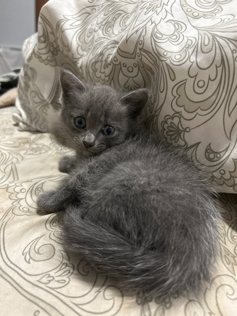 Winnie, Minnie And Tommy - Domestic Medium Hair + British Shorthair Cat