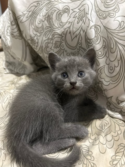 Winnie, Minnie And Tommy - Domestic Medium Hair + British Shorthair Cat