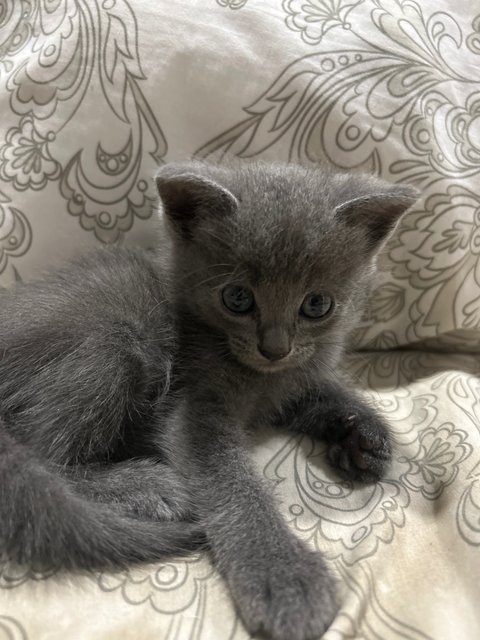 Winnie, Minnie And Tommy - Domestic Medium Hair + British Shorthair Cat