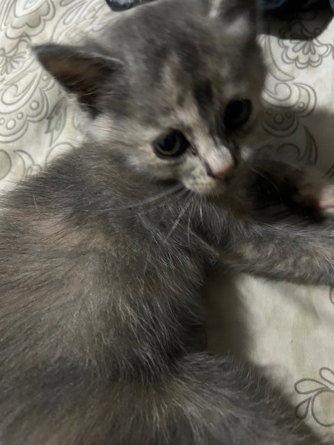 Winnie, Minnie And Tommy - Domestic Medium Hair + British Shorthair Cat