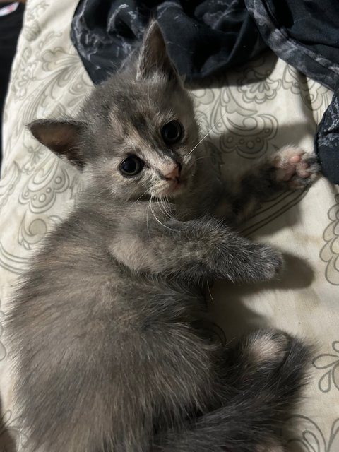 Winnie, Minnie And Tommy - Domestic Medium Hair + British Shorthair Cat