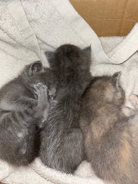 Winnie, Minnie And Tommy - Domestic Medium Hair + British Shorthair Cat