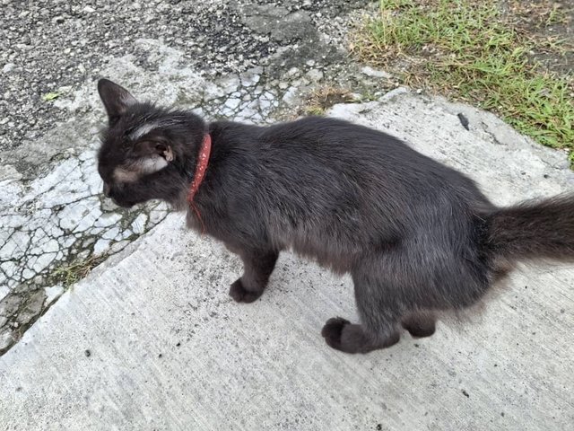 Manja - Domestic Long Hair Cat