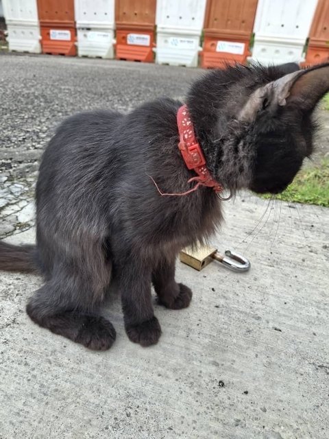 Manja - Domestic Long Hair Cat