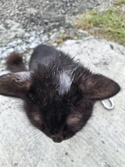 Manja - Domestic Long Hair Cat