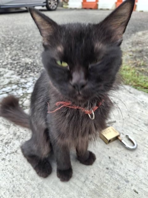 Manja - Domestic Long Hair Cat