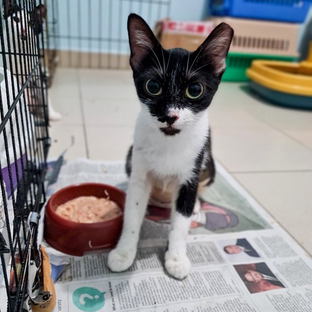 Tuxie &amp; Oreo Mcflurry - Domestic Short Hair Cat