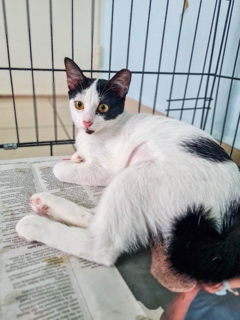 Tuxie &amp; Oreo Mcflurry - Domestic Short Hair Cat