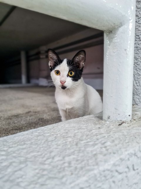 Tuxie &amp; Oreo Mcflurry - Domestic Short Hair Cat