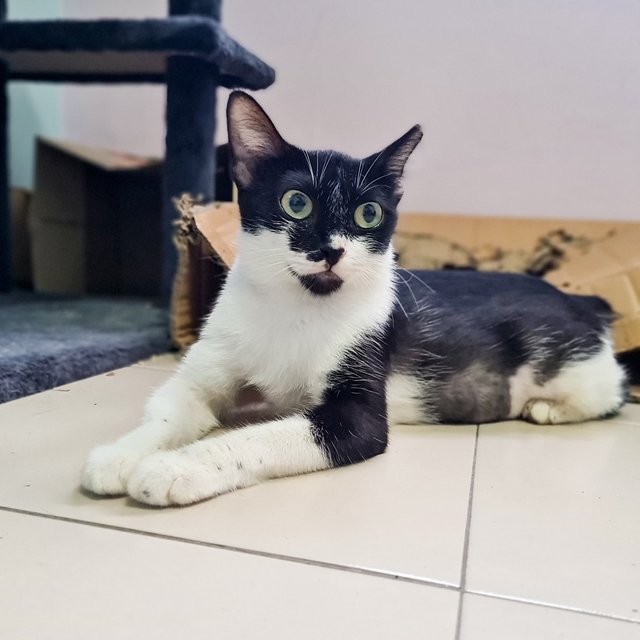 Tuxie &amp; Oreo Mcflurry - Domestic Short Hair Cat