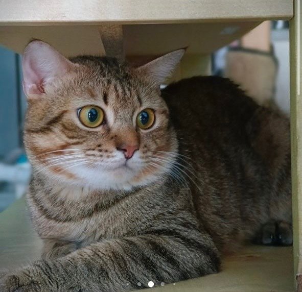 Bengal - British Shorthair + Domestic Long Hair Cat