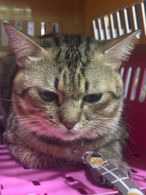 Bengal - British Shorthair + Domestic Long Hair Cat