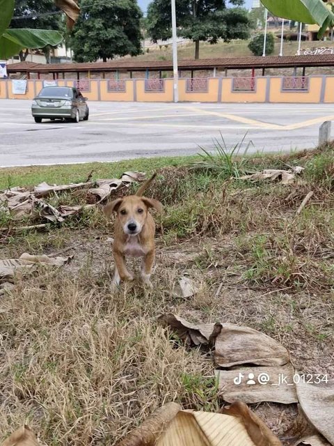 PF134117 - Mixed Breed Dog