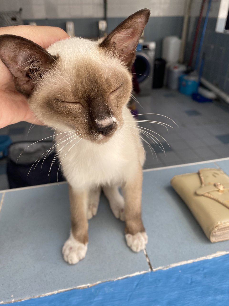 Uitm Siamese Cat (She Needs A Home!!) - Siamese + Domestic Short Hair Cat