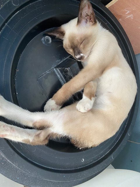 Uitm Siamese Cat (She Needs A Home!!) - Siamese + Domestic Short Hair Cat