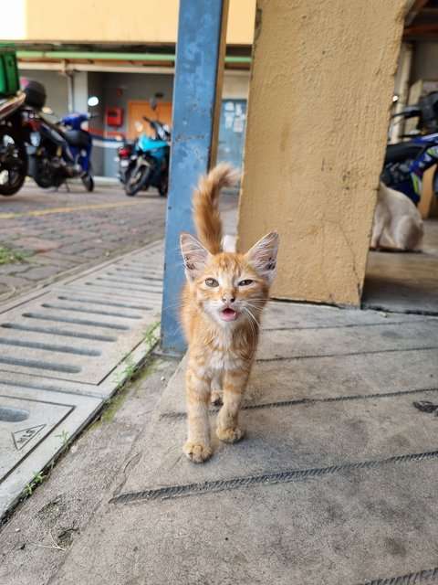 Jay - Domestic Long Hair Cat