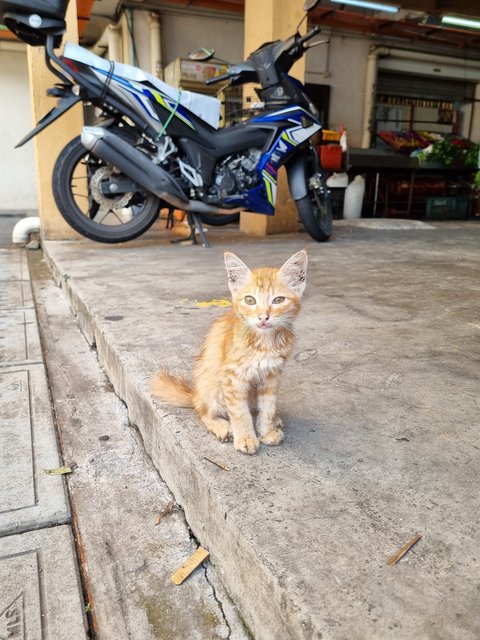 Jay - Domestic Long Hair Cat