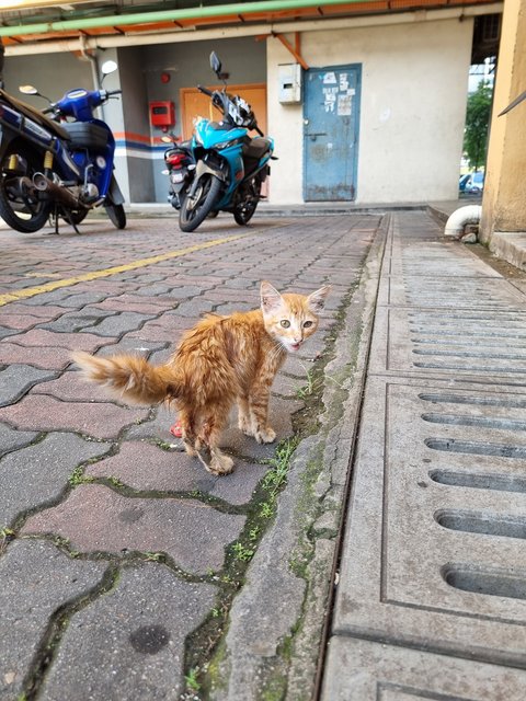 Jay - Domestic Long Hair Cat