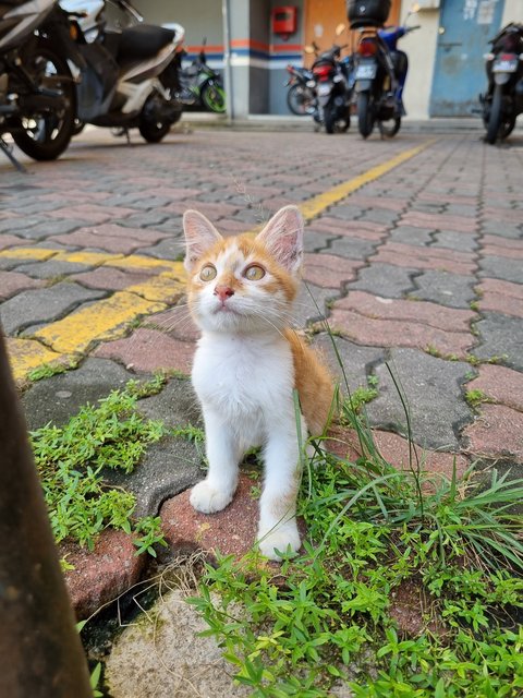 Jayson - Domestic Medium Hair Cat