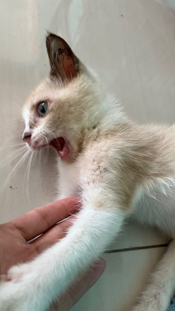 Mocha - Siamese + Domestic Medium Hair Cat