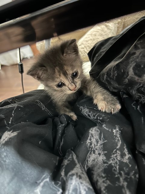 M - British Shorthair + Domestic Medium Hair Cat