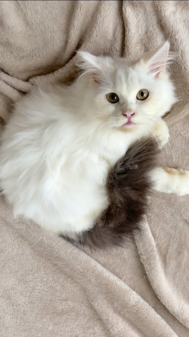 Choki - British Shorthair + Persian Cat