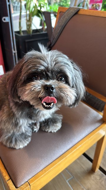 Bibi  - Shih Tzu Dog