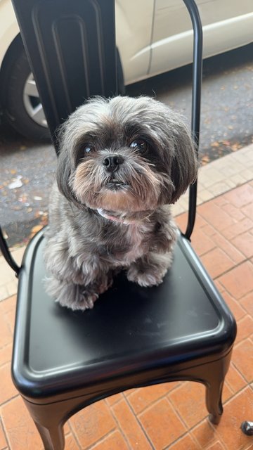 Bibi  - Shih Tzu Dog