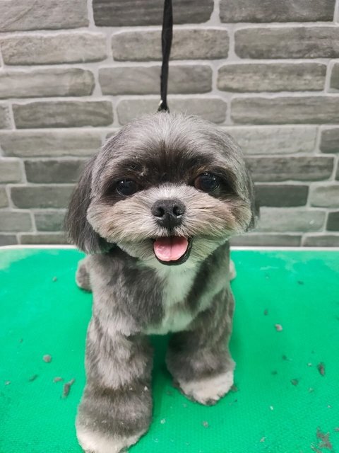 Bibi  - Shih Tzu Dog