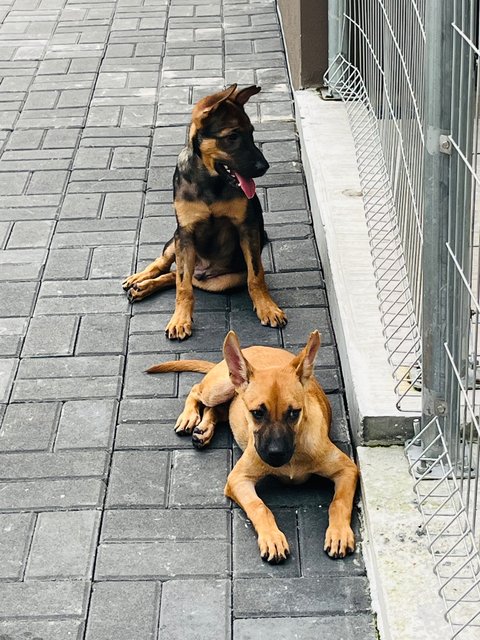 Ryder &amp; Tesha - Belgian Shepherd Malinois Dog