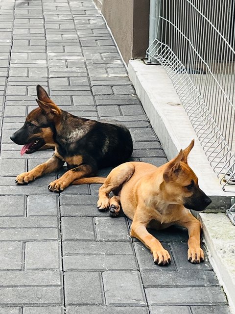 Ryder &amp; Tesha - Belgian Shepherd Malinois Dog