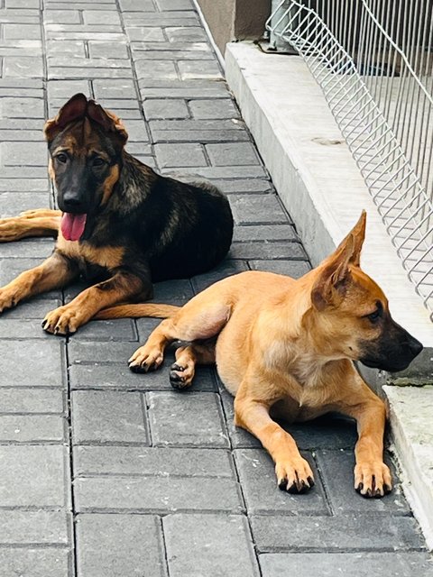 Ryder &amp; Tesha - Belgian Shepherd Malinois Dog