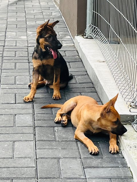 Ryder &amp; Tesha - Belgian Shepherd Malinois Dog