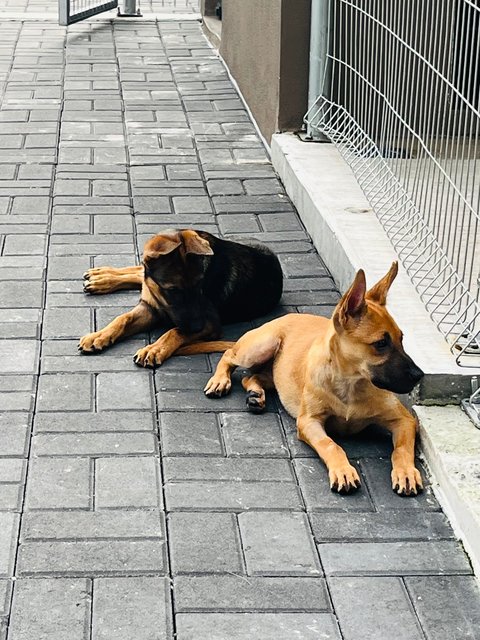 Ryder &amp; Tesha - Belgian Shepherd Malinois Dog