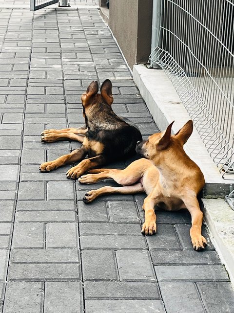 Ryder &amp; Tesha - Belgian Shepherd Malinois Dog