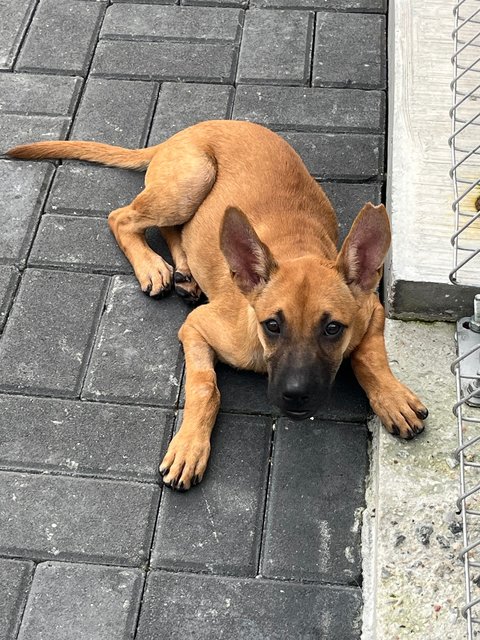 Ryder &amp; Tesha - Belgian Shepherd Malinois Dog