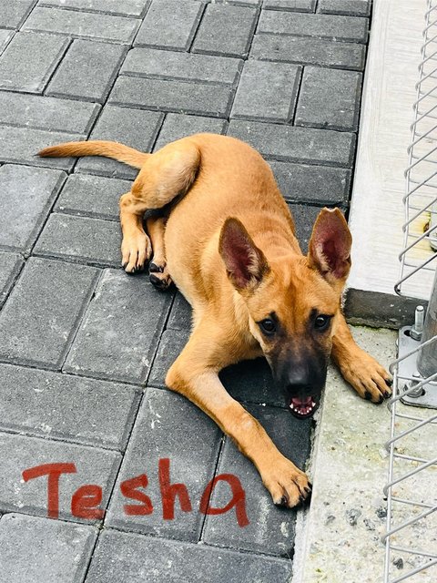 Ryder &amp; Tesha - Belgian Shepherd Malinois Dog