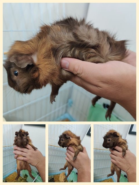 Toffee And Brownie  - Guinea Pig Small & Furry