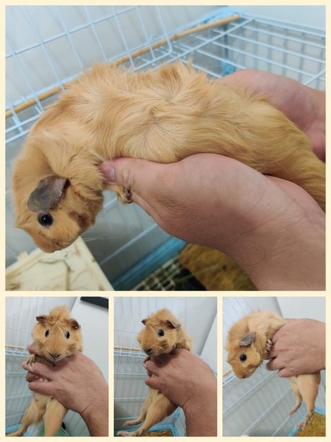 Toffee And Brownie  - Guinea Pig Small & Furry