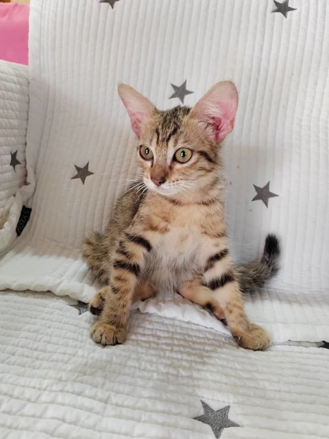 Cat Tiger - Domestic Short Hair Cat