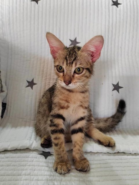 Cat Tiger - Domestic Short Hair Cat