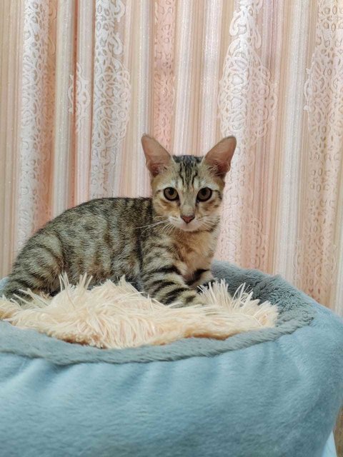 Cat Tiger - Domestic Short Hair Cat