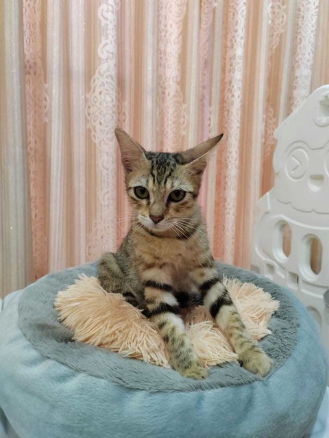Cat Tiger - Domestic Short Hair Cat