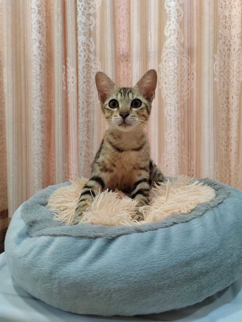 Cat Tiger - Domestic Short Hair Cat
