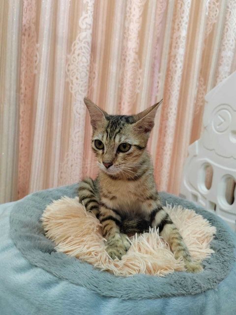 Cat Tiger - Domestic Short Hair Cat