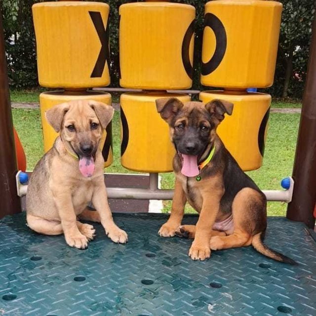 George And Jon - German Shepherd Dog + Black Mouth Cur Dog