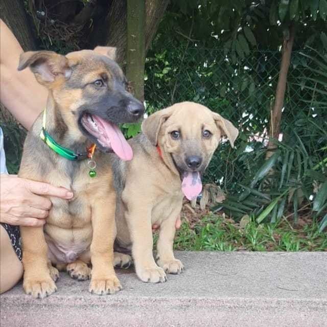 George And Jon - German Shepherd Dog + Black Mouth Cur Dog